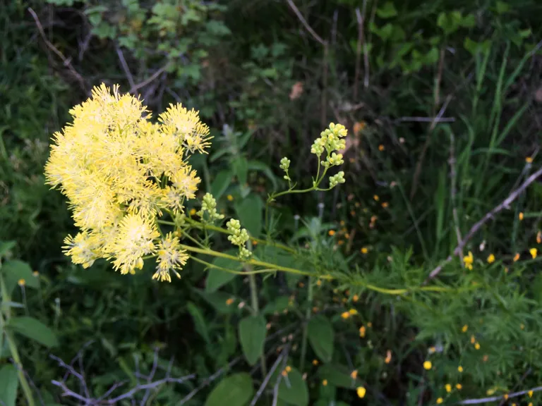 Šaurlapu saulkrēsliņš (Thalictrum lucidum).