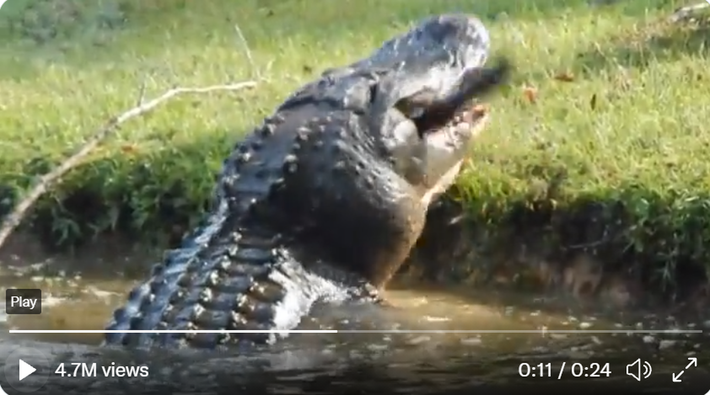 Hiiglaslik alligaator