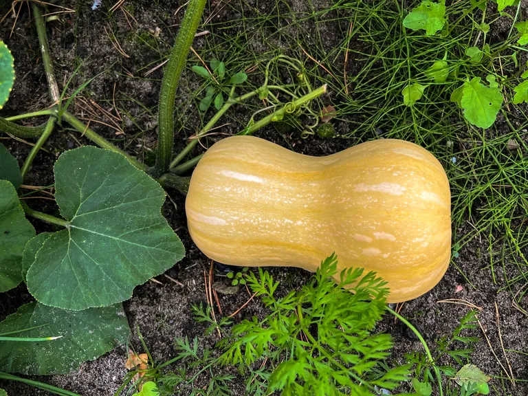 Kui näed turul või kaupluses keegelkõrvitsat, siis pane see korvi!