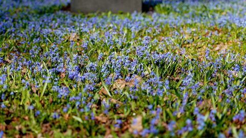 Arī ceturtdien pūtīs brāzmains ziemeļu vējš