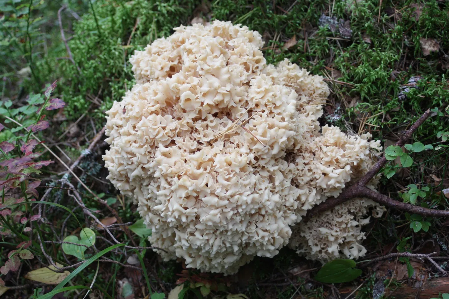 Kährikseen