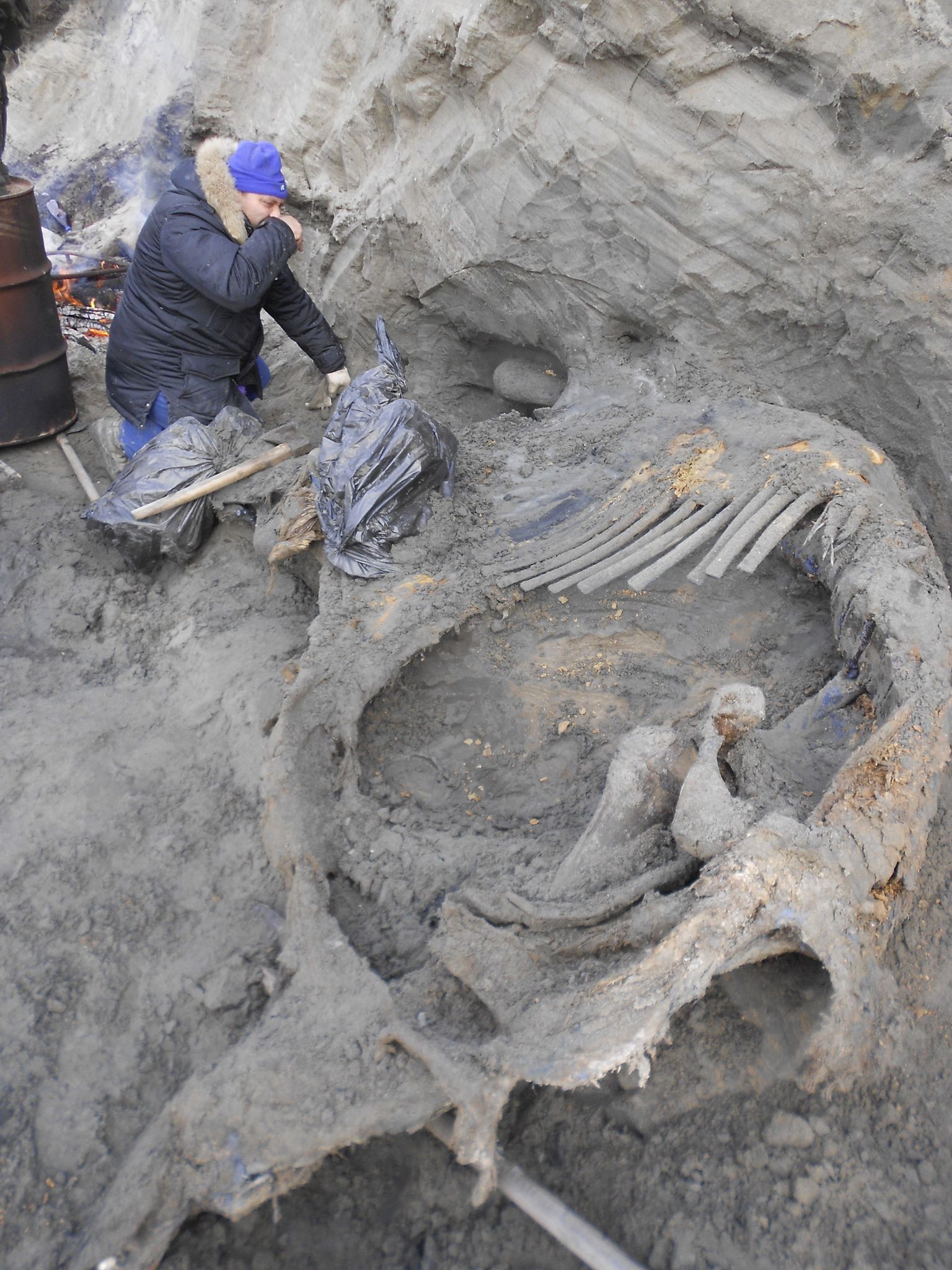 Siberist leitud mammutikarkass, millel on väidetavalt inimeste tekitatud relvavigastusi