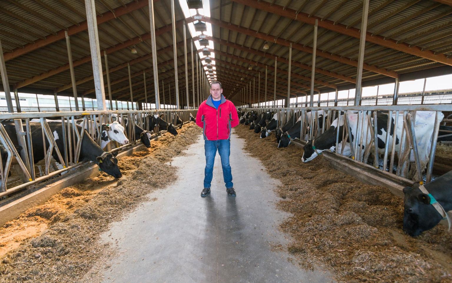 Halinga piimatööstuse juha­taja Raul Peetson sattus krimi-naaluurimise alla, kuid menetlus tema suhtes lõpetati.