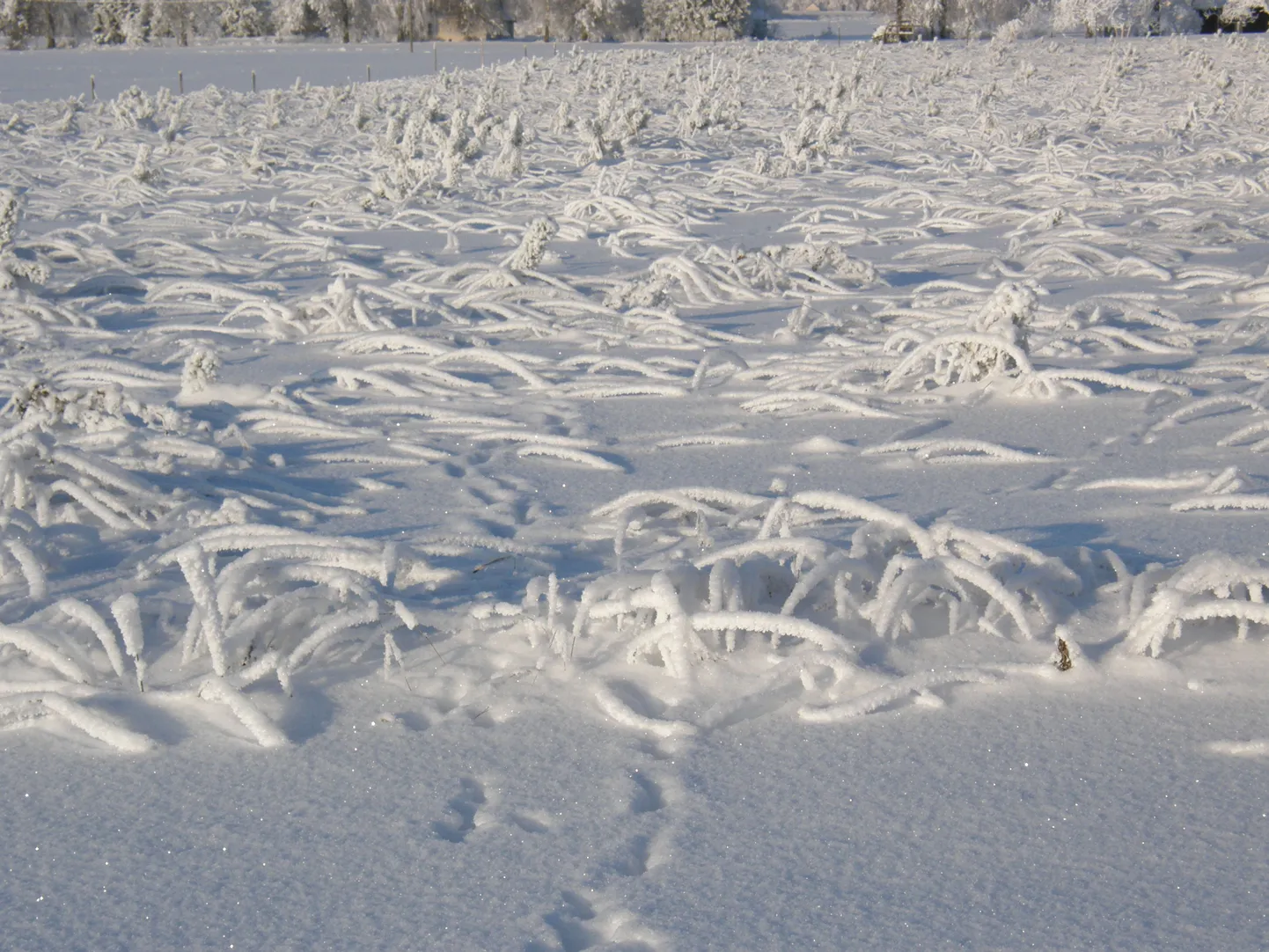 Talvine põld.