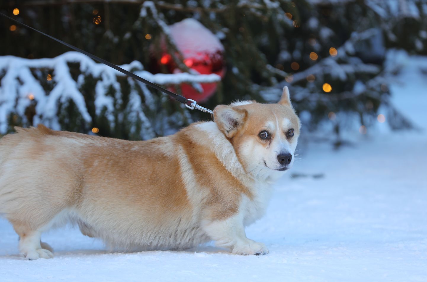 Suns Ziemassvētku tirdziņā Doma laukumā.
