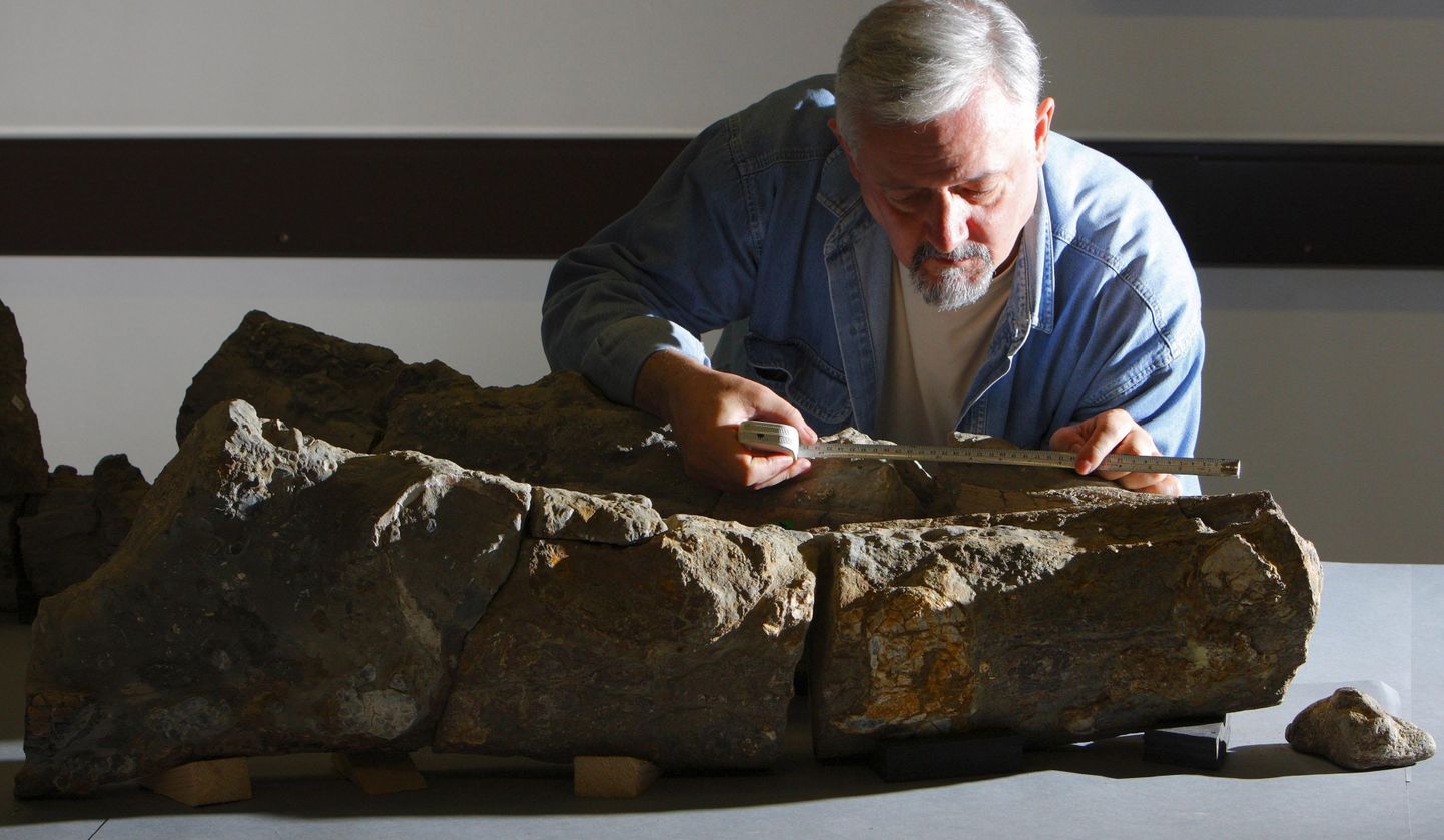 Paleontoloog Richard Forrest pliosauruse lõualuufossiile mõõtmas