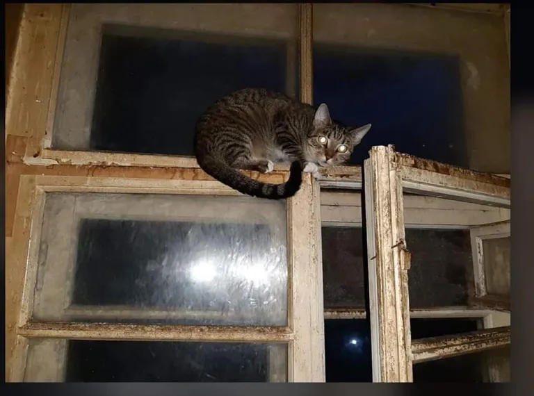 Artikli foto