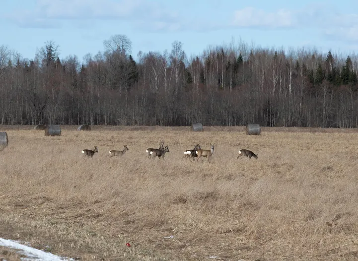 Ilvesed ründavad metskitsi, karud põtru