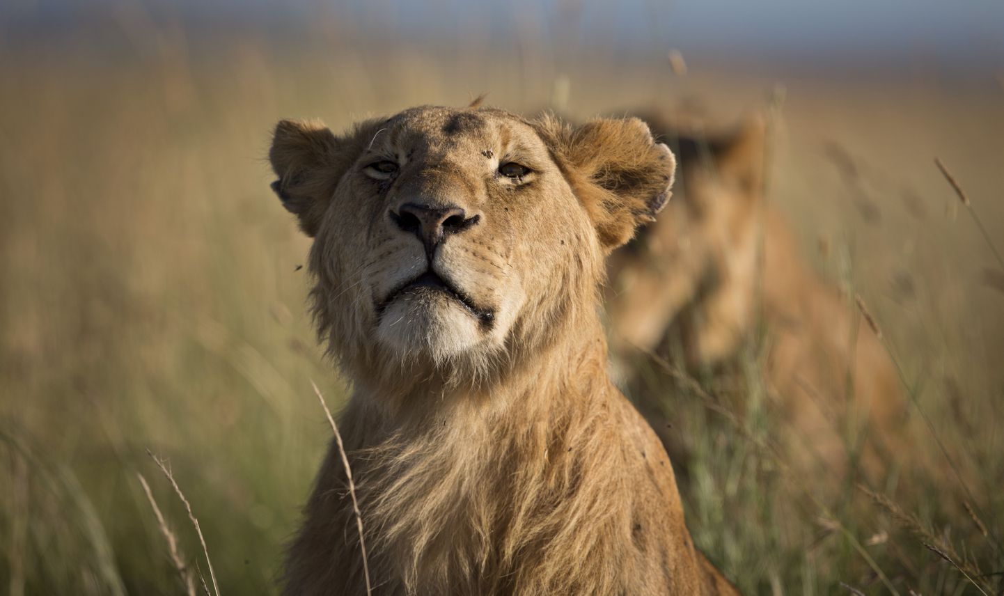 Lõvid Maasai Mara kaitsealal 2015. aasta suvel