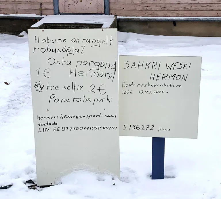 Selleks, et hobusele porgandit anda, võib maksta euro, selfi maksab poole rohkem.