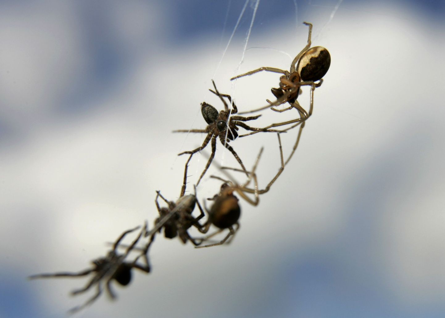 Mürgiste ämblike rünnak tekitas Indias paanika