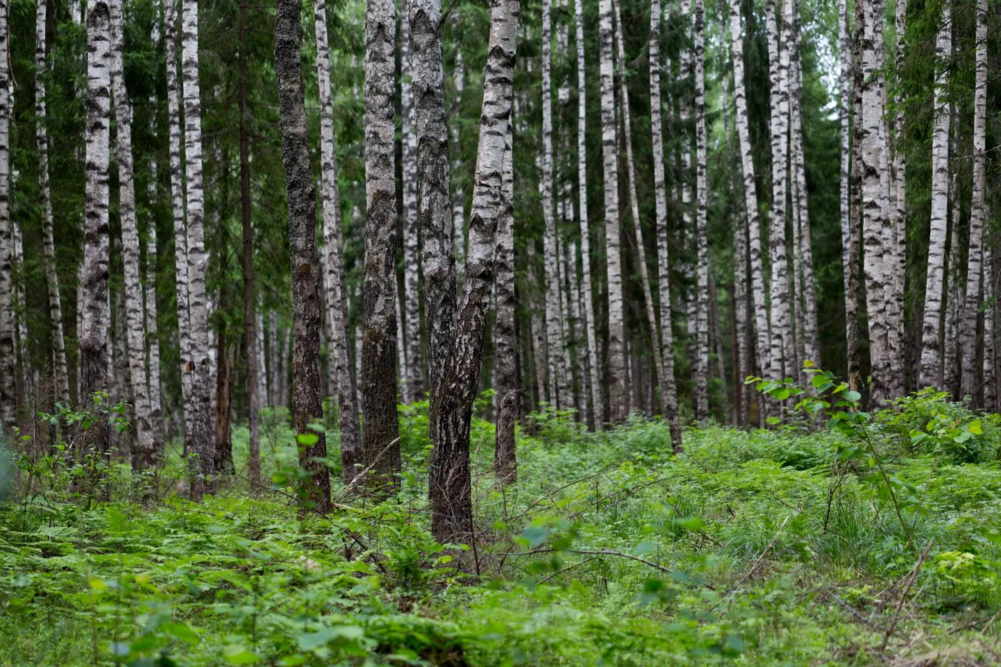 Kasepuul on kõik osad kasulikud ja neid saab tarvitada keha turgutamiseks.