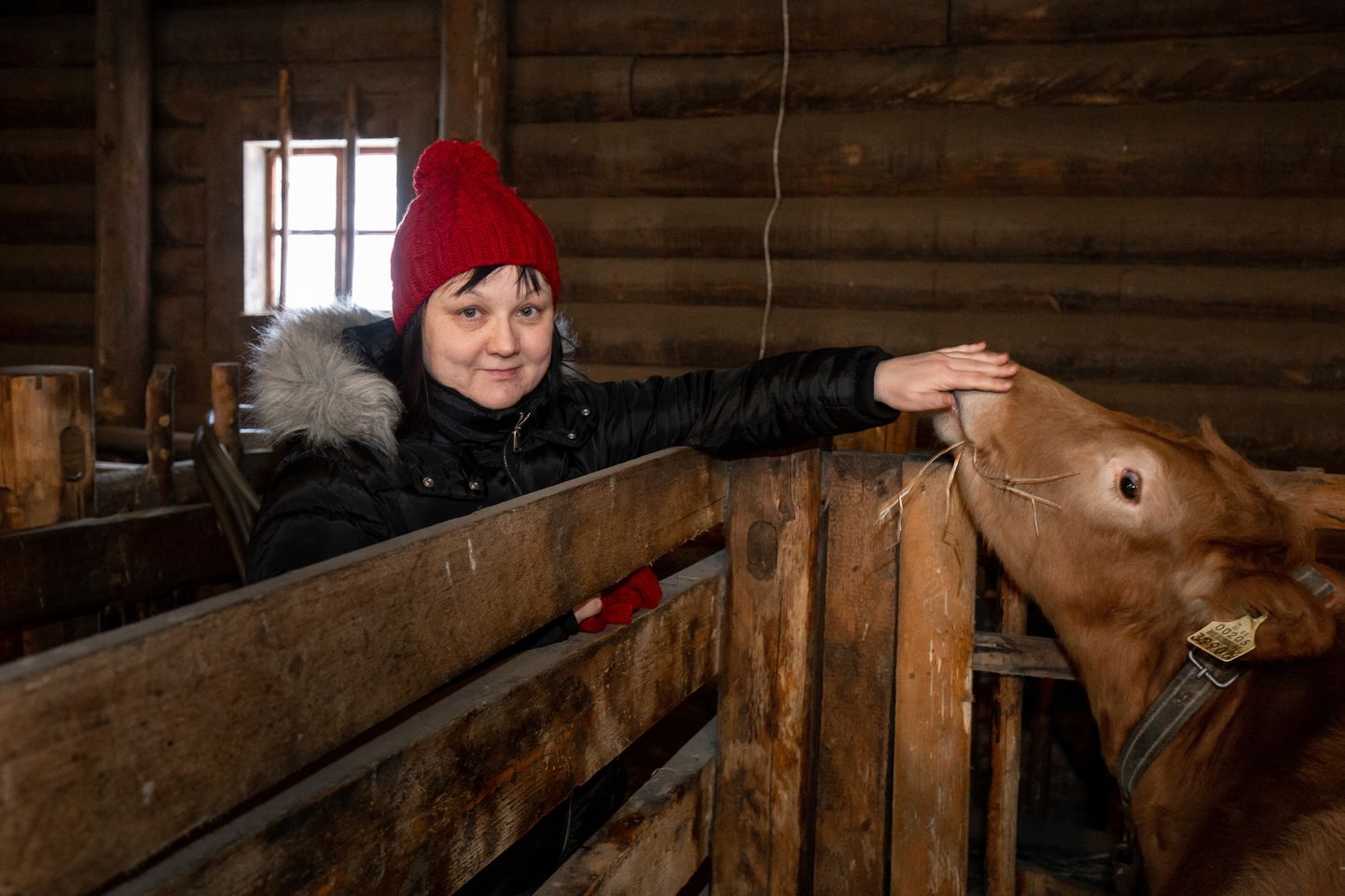 Kurgja talumuuseumi juhataja Monika Jõemaa ütleb, et laudas on viis maatõugu lehma, kaks lehmikut ja pullipõks, keda peetakse nagu Jakobsoni ajal.