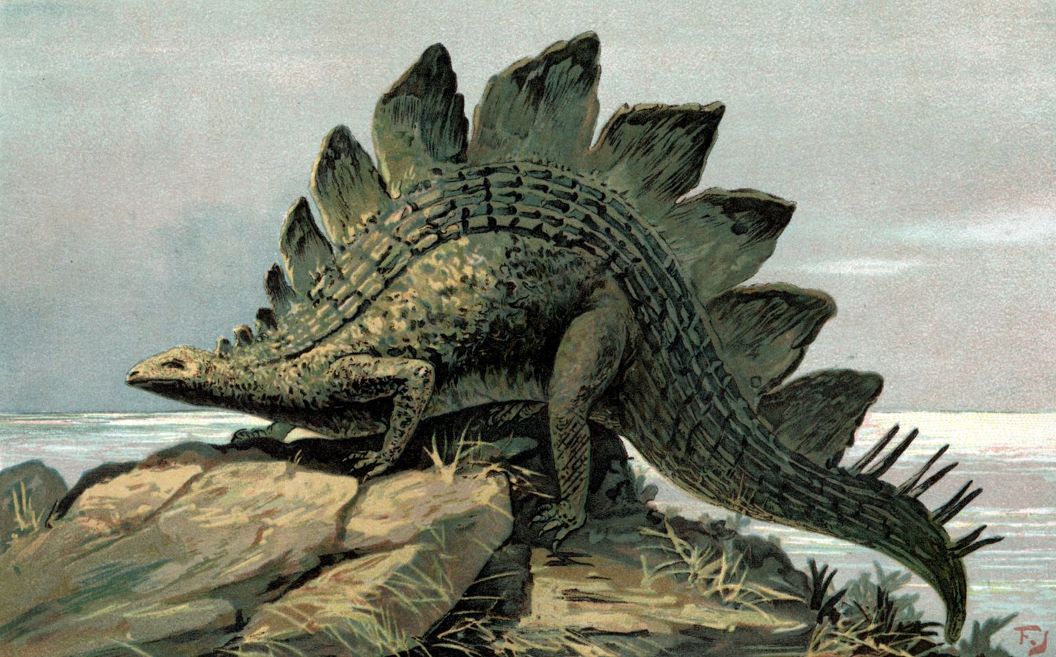 Joonistus stegosaurus'est. Pilt on illustreeriv
