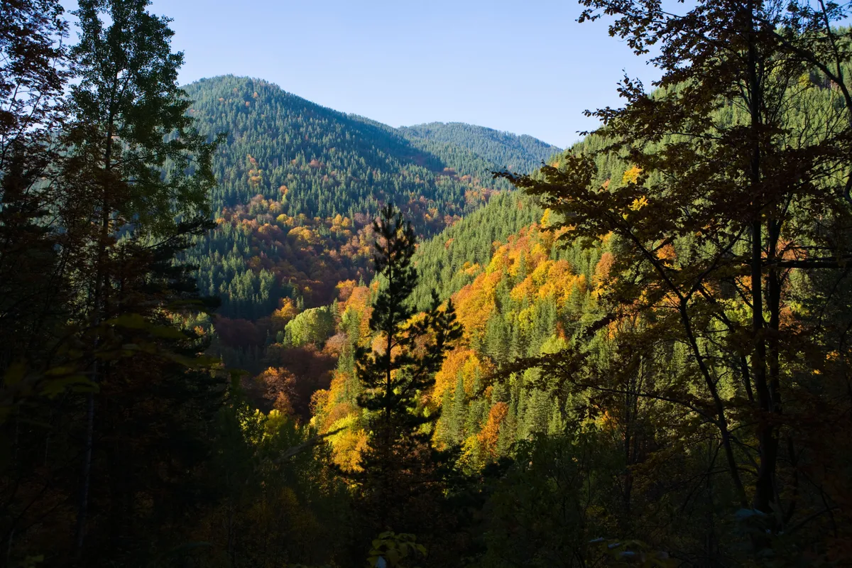Pirini rahvuspark