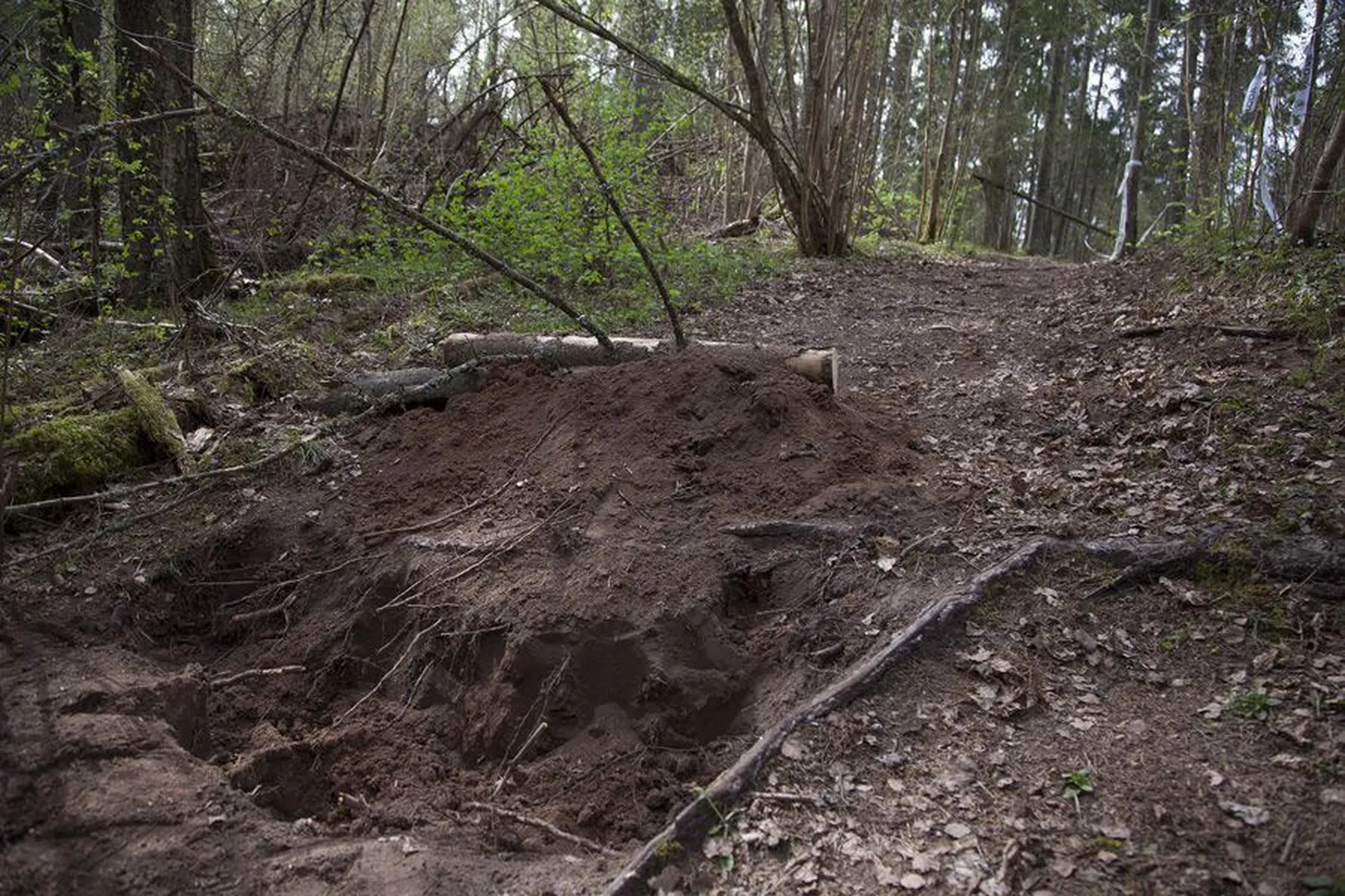 Sellise augu kaevas keegi tundmatu otse Mulgi rattamaratoni rajale. Võistluse korraldajad sooviksid teada saada, kes sellise suure töö ette võttis ja miks ta seda tegi.