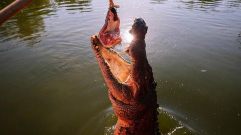Austraalia krokodillid päästis hävingust ohuõpe kohalikele ja koostöö kotitootjatega