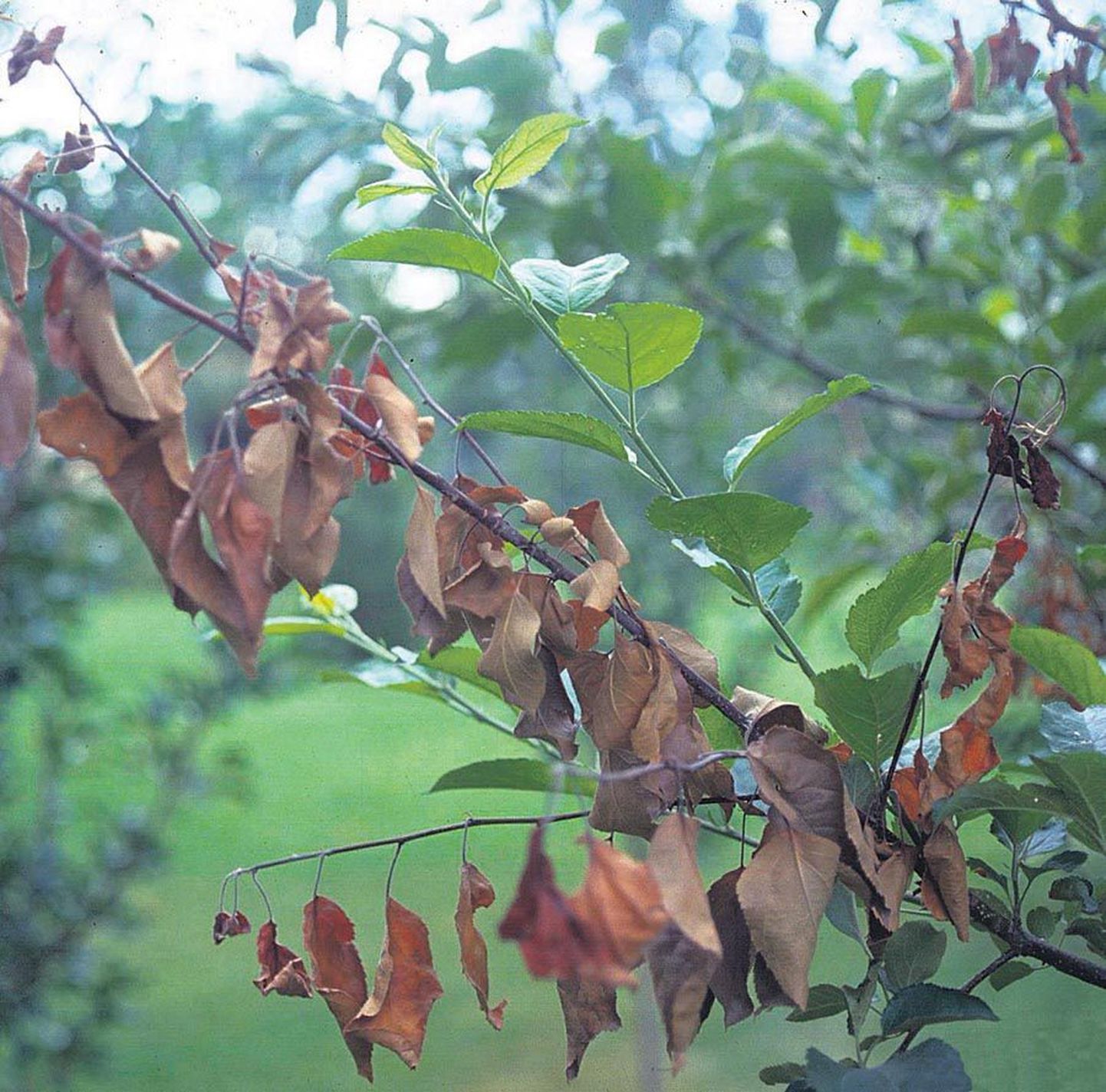 Viljapuu bakterpõletiku kahjustus sarnaneb tulekahjustusega: õied, lehed ja viljad muutuvad algul hallikasroheliseks ja siis pruuniks, kuid ei varise.