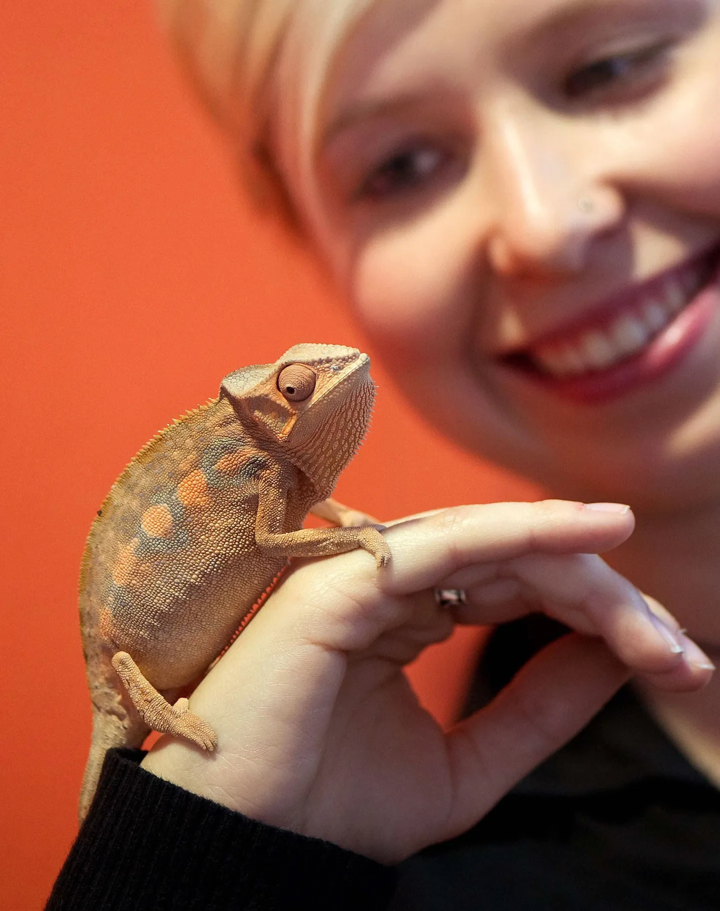 Furcifer pardalis kameeleon