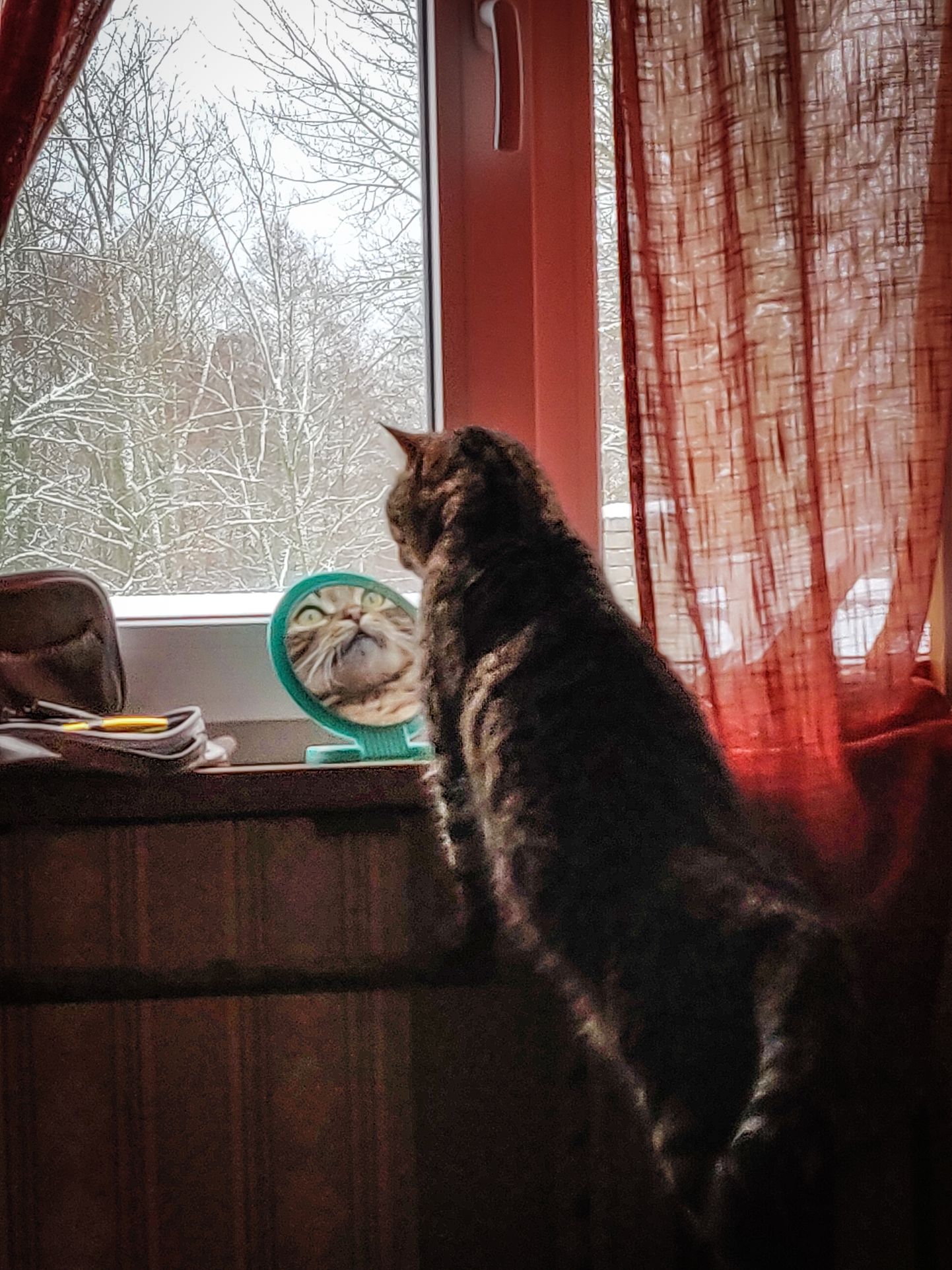 Kass imetleb end peeglist.  FOTO: Lauri Põlluäär