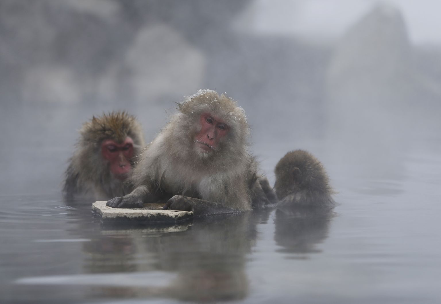 Jaapani makaagid kuumaveeallikkas Yamanouchi.
