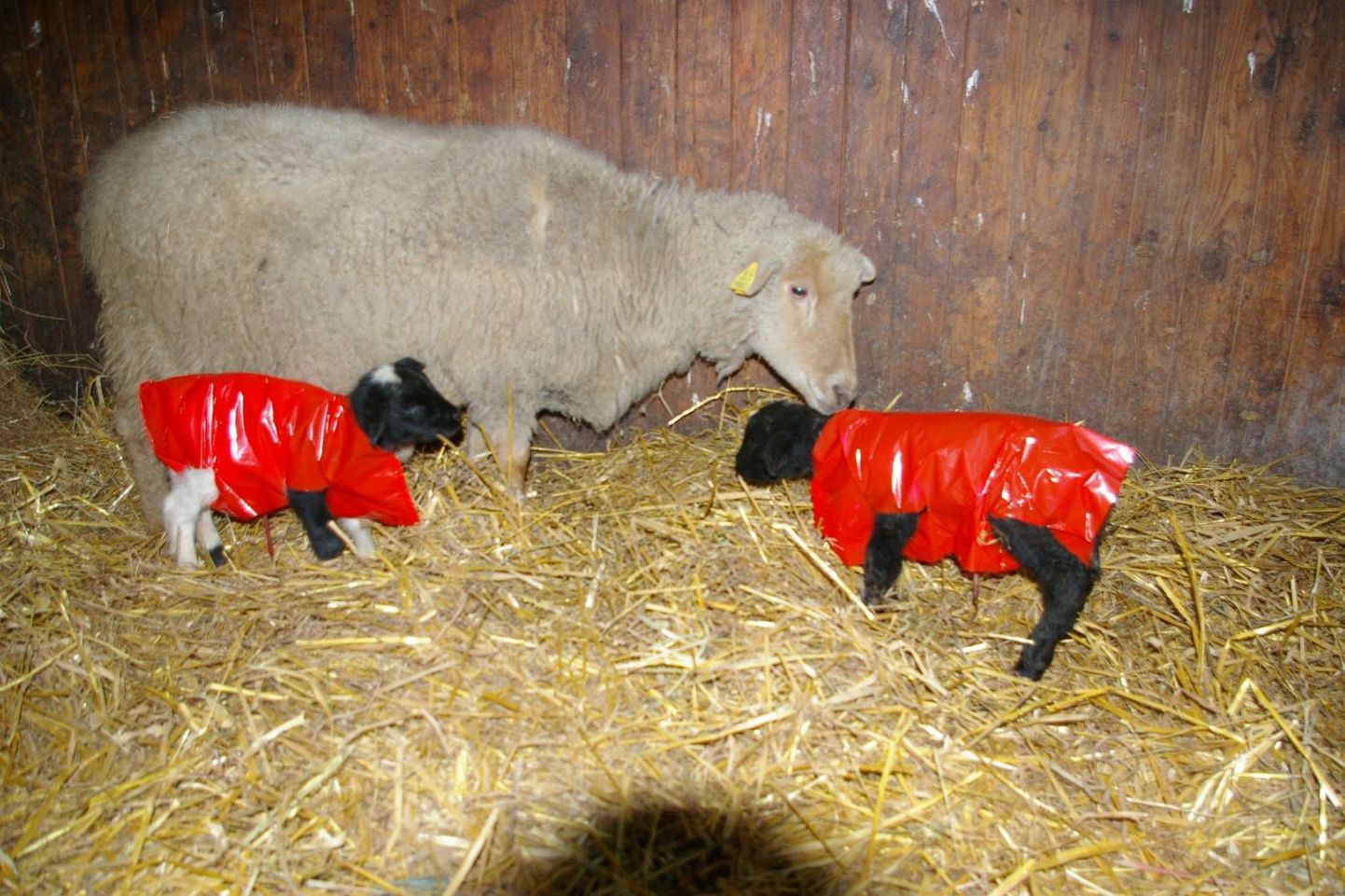 Pärnu külje all Sauga vallas Kiisa külas Nurmenuku talus sündinud lambatalled said külmakaitseks vestid selga.