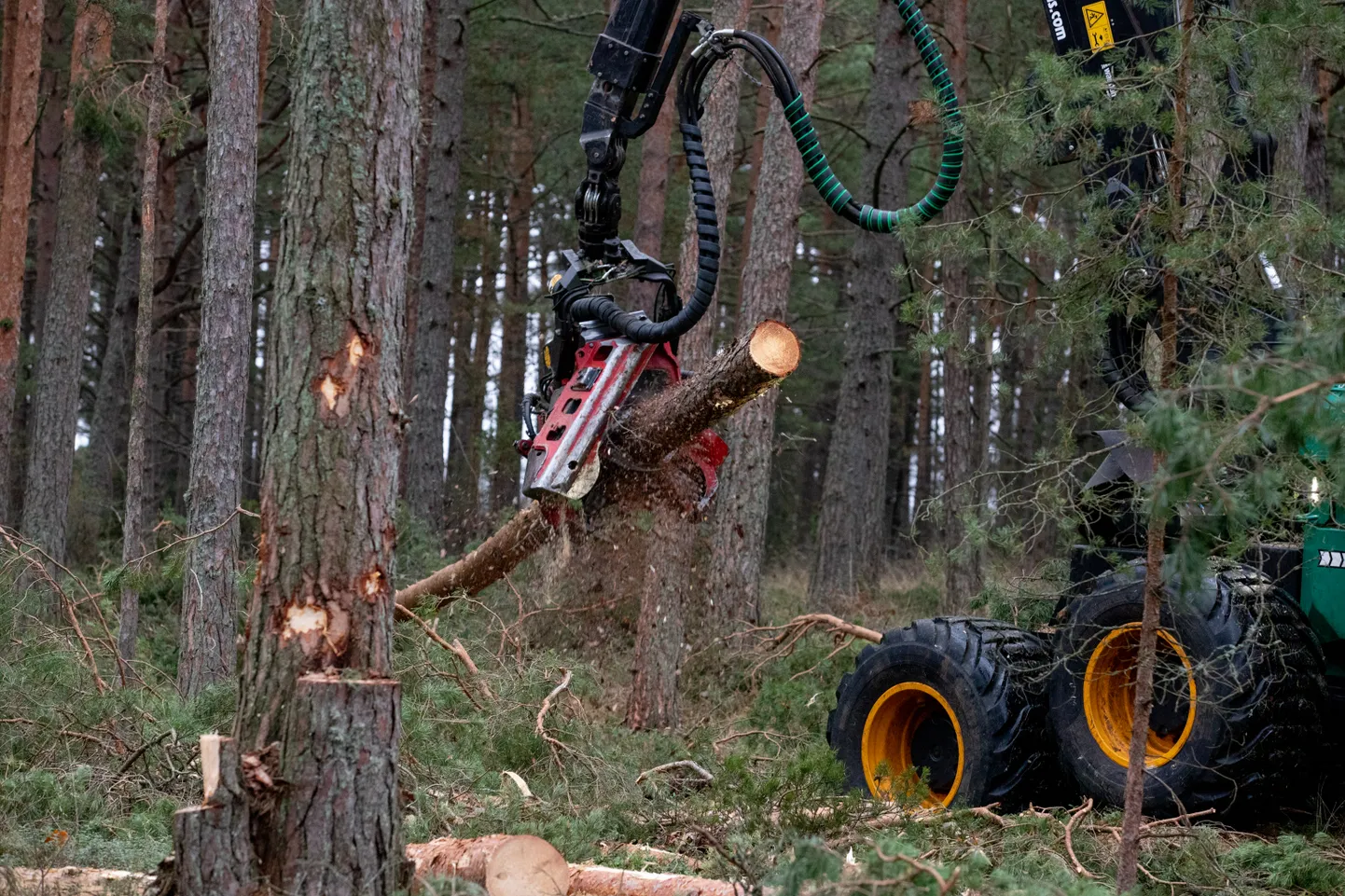 Näiteks Põhjanaabrite soomlaste on 2035. aastaks süsinikuneutraalseks saada suuresti nn ringse biomajanduse kaudu. Foto loo juures illustreriv