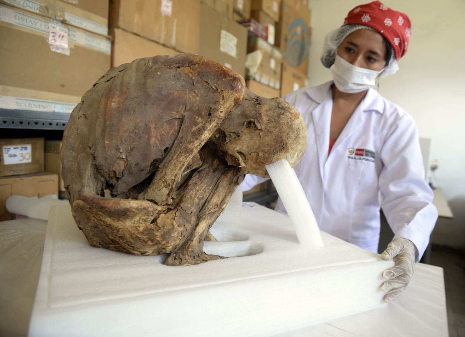 Arheoloog uurimas üht Peruust leitud kägarmuumiatest.