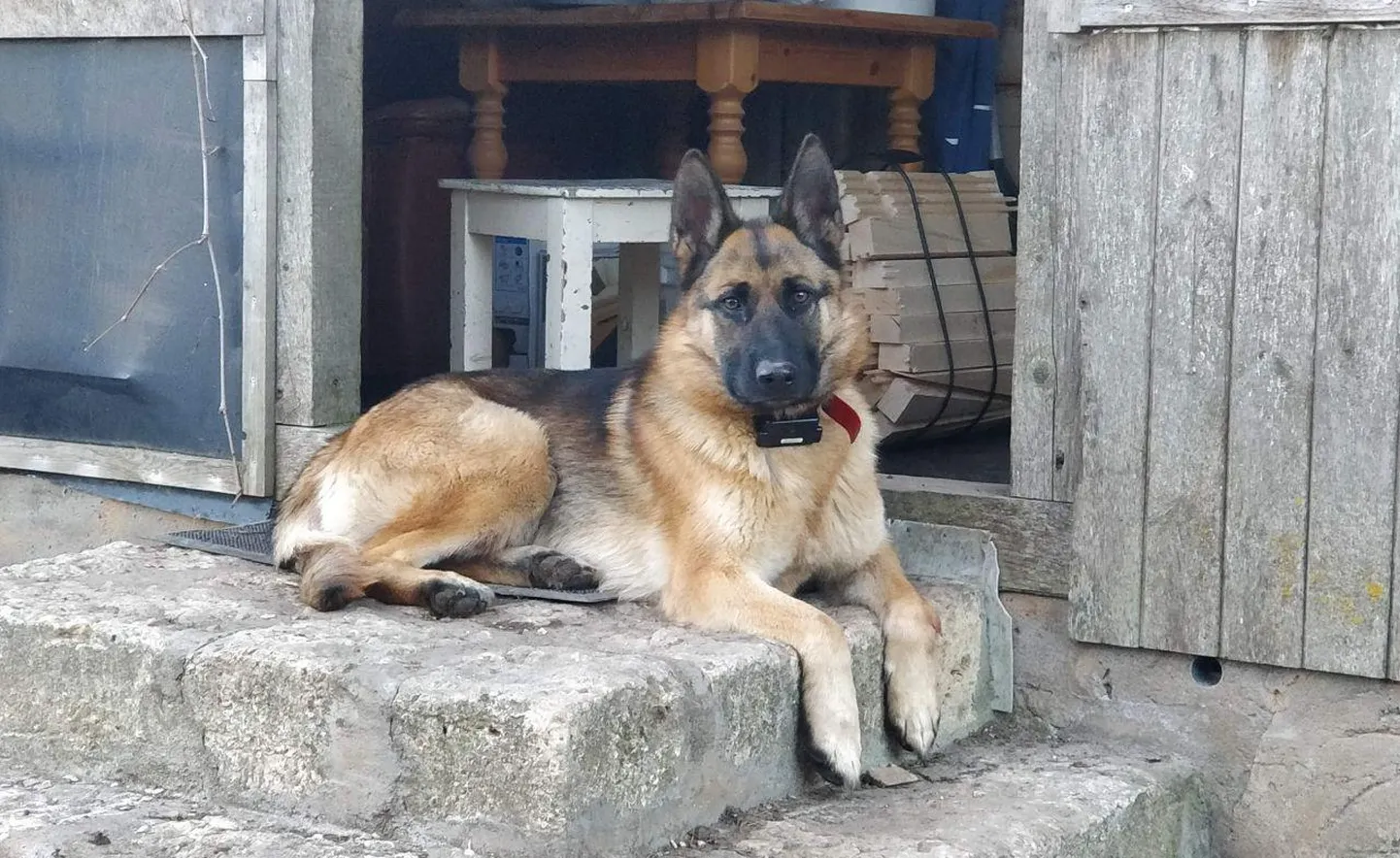 Loki kadus 30. novembril Tamsalu lähedalt.