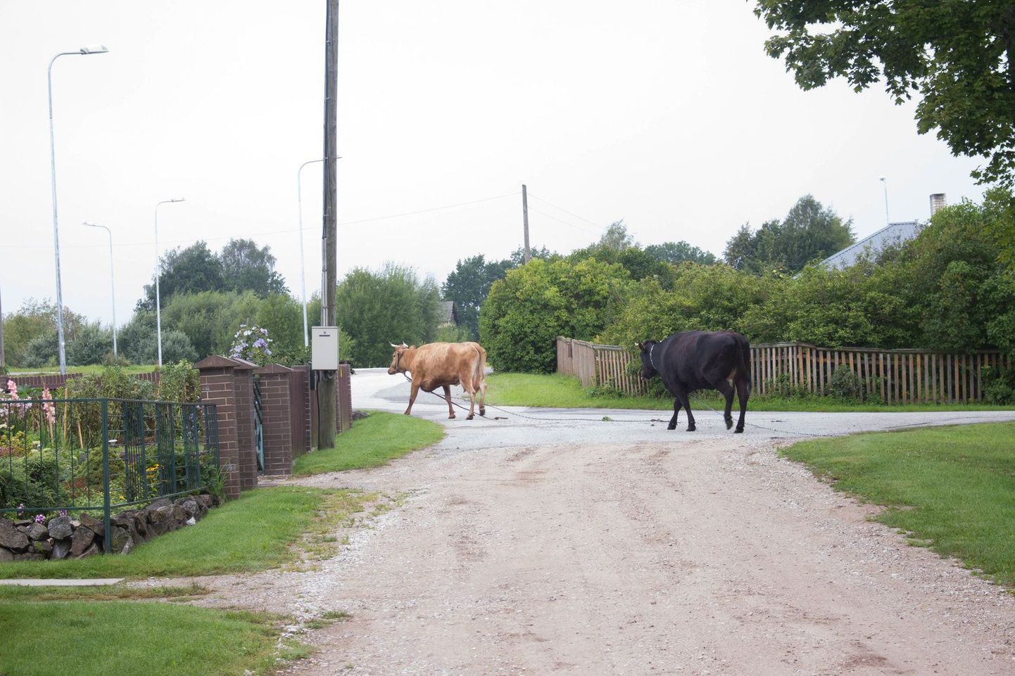 Kaks jooksikut võtsid Räni pargist suuna otse Valgamaa kutseõppekeskuse poole, kus tagaajamine alles alguse sai. Lehmad ees ning politsei ja päästeamet järel, lõpuks sai kahest lehmast jagu kohalik mees, kes kinnitas järel lohisenud ketid maasse.