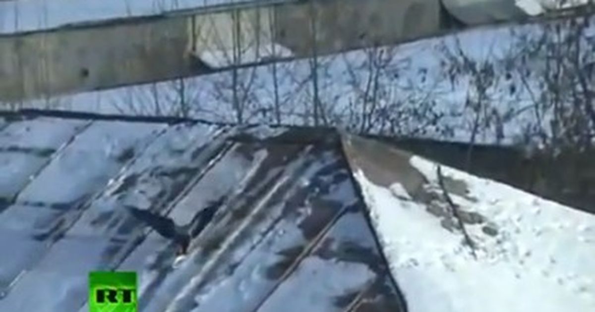 Ворона Катается На Майонезной Крышке