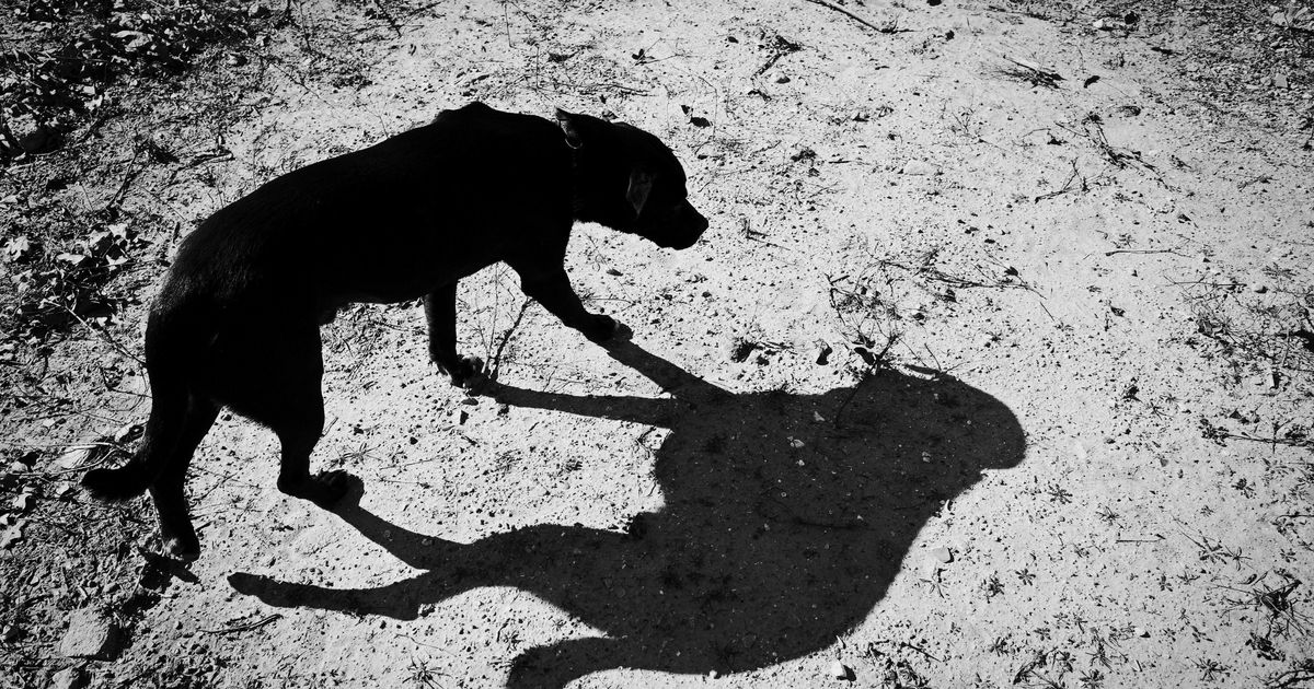 Черные псы это. Черная Призрачная собака. Старая черная собака.