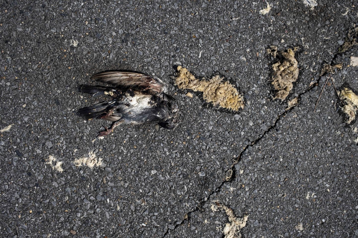 Surnud lind