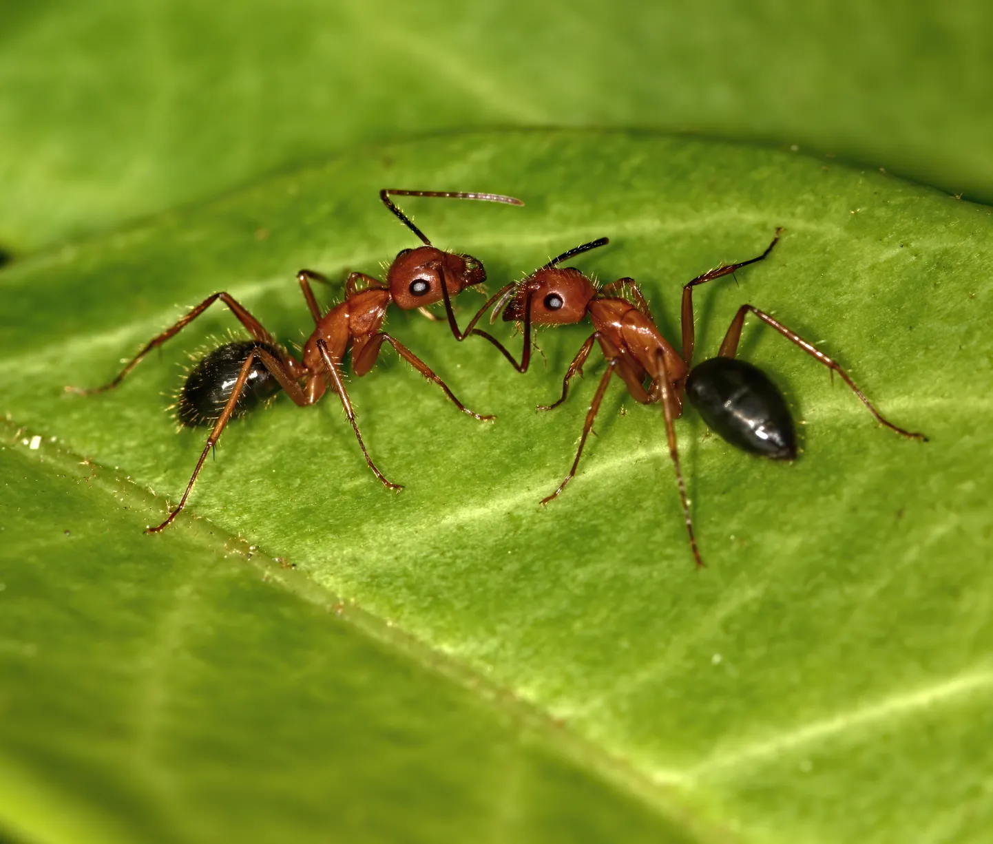 Sipelgad liigist Camponotus floridanus. PIlt on illustreeriv.