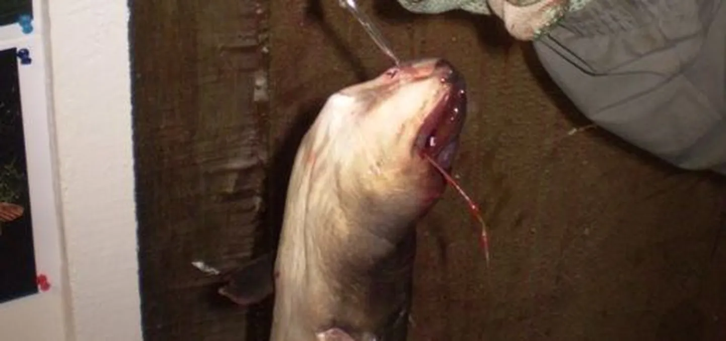 Kui Peeter Koval enam kui meeter pika angerja Viljandi Kalastuskeskusesse viis ja kaalukonksu otsa riputas, vajusid kõigi juures olnud meeste suud ammuli. Tabloole ilmus näit 2,70 kg.