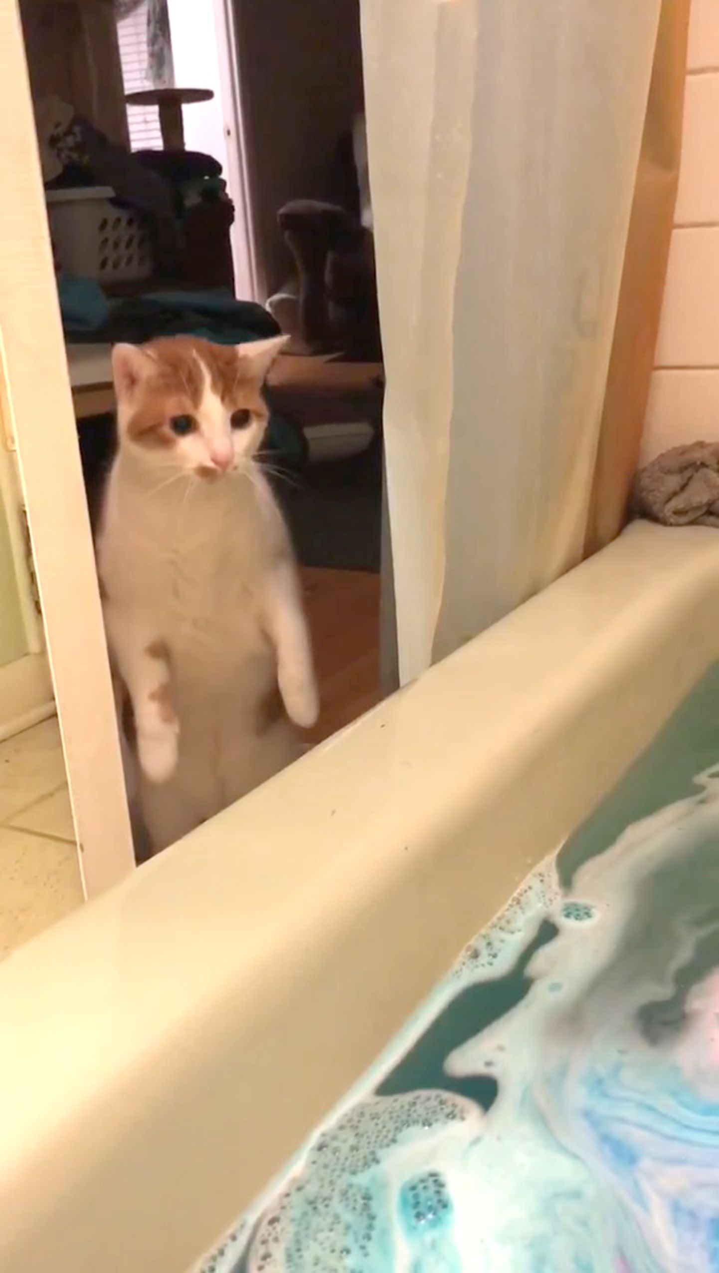 Kass Lily suurimaks hirmuks osutus vannipomm