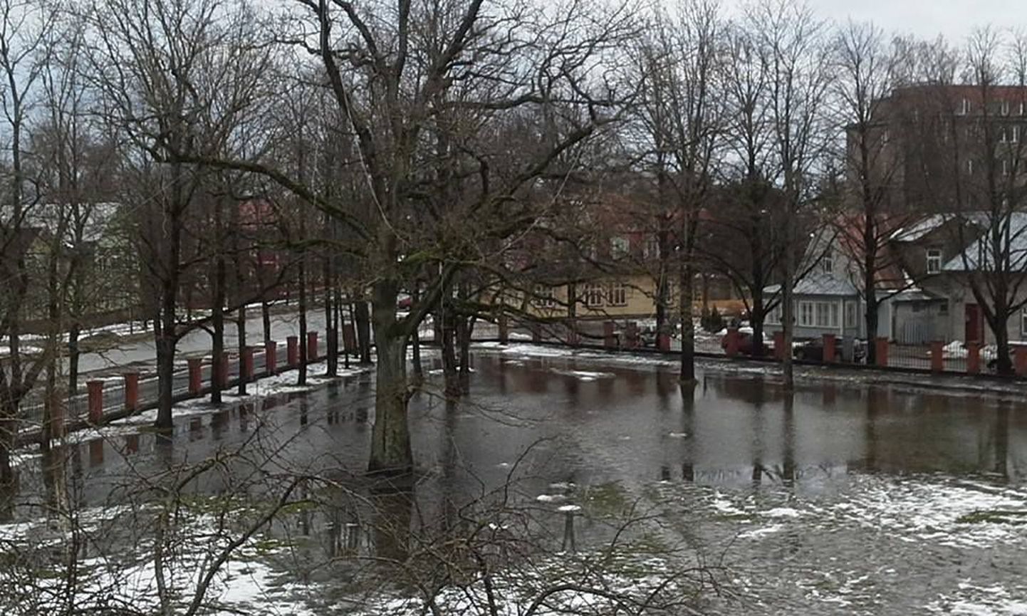 Pärnus Kuninga tänava kooli õuel kasvava Puškini tamme ümber on lume sulamisega tekkinud hiiglaslik välibassein.