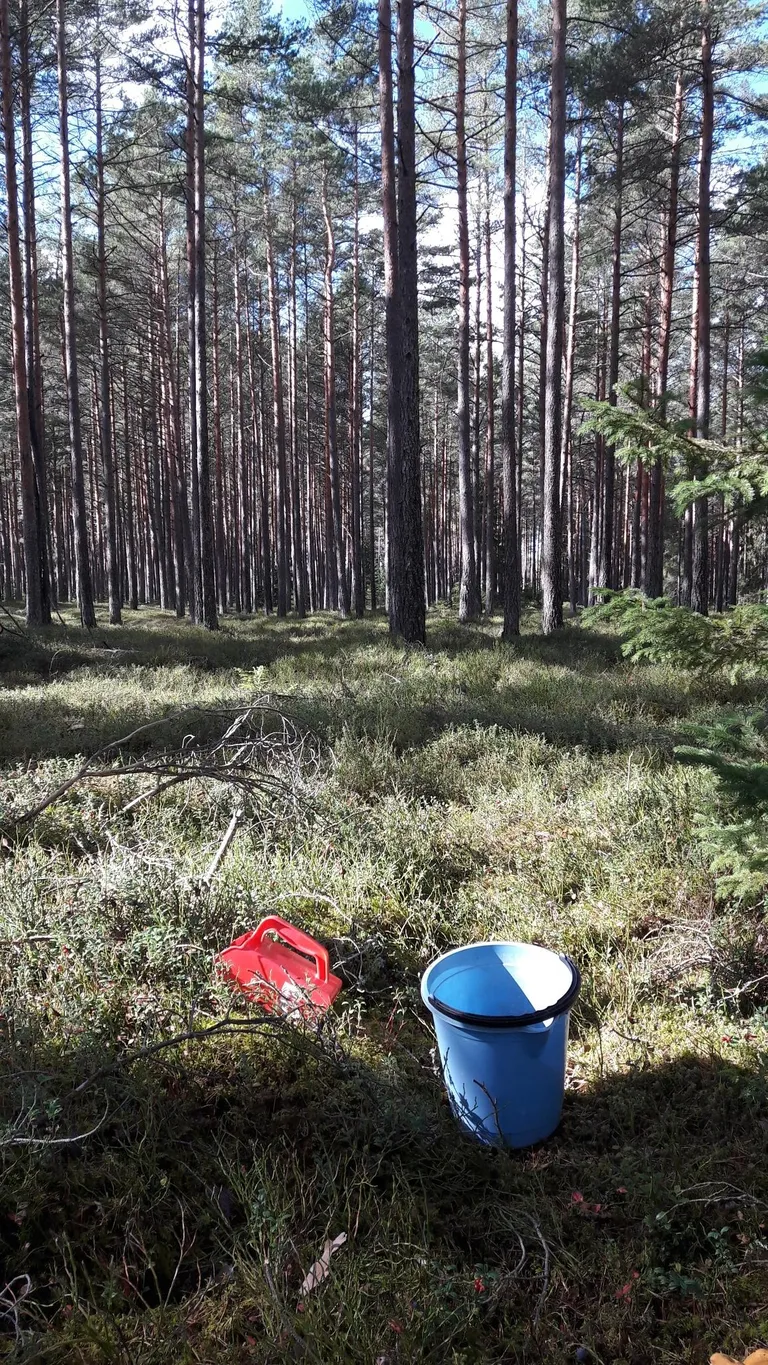 Marjakoguja abil pohli ja mustikaid korjates satub korvi küll marjadele lisaks ka lehti ja muud looduslikku kraami, kuid efektiivsus on kokkuvõttes siiski suurem kui käsitsi ja n-ö puhtalt korjates.