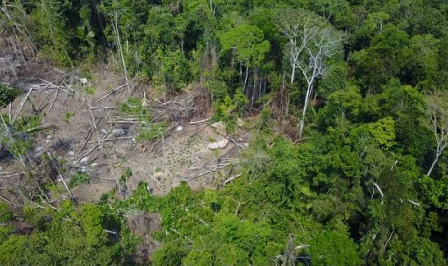 Brasiilias Amazonase leiti senitundmatu põlishõim. Droonivideo kaadril on lagendik, üle mille liigub inimene