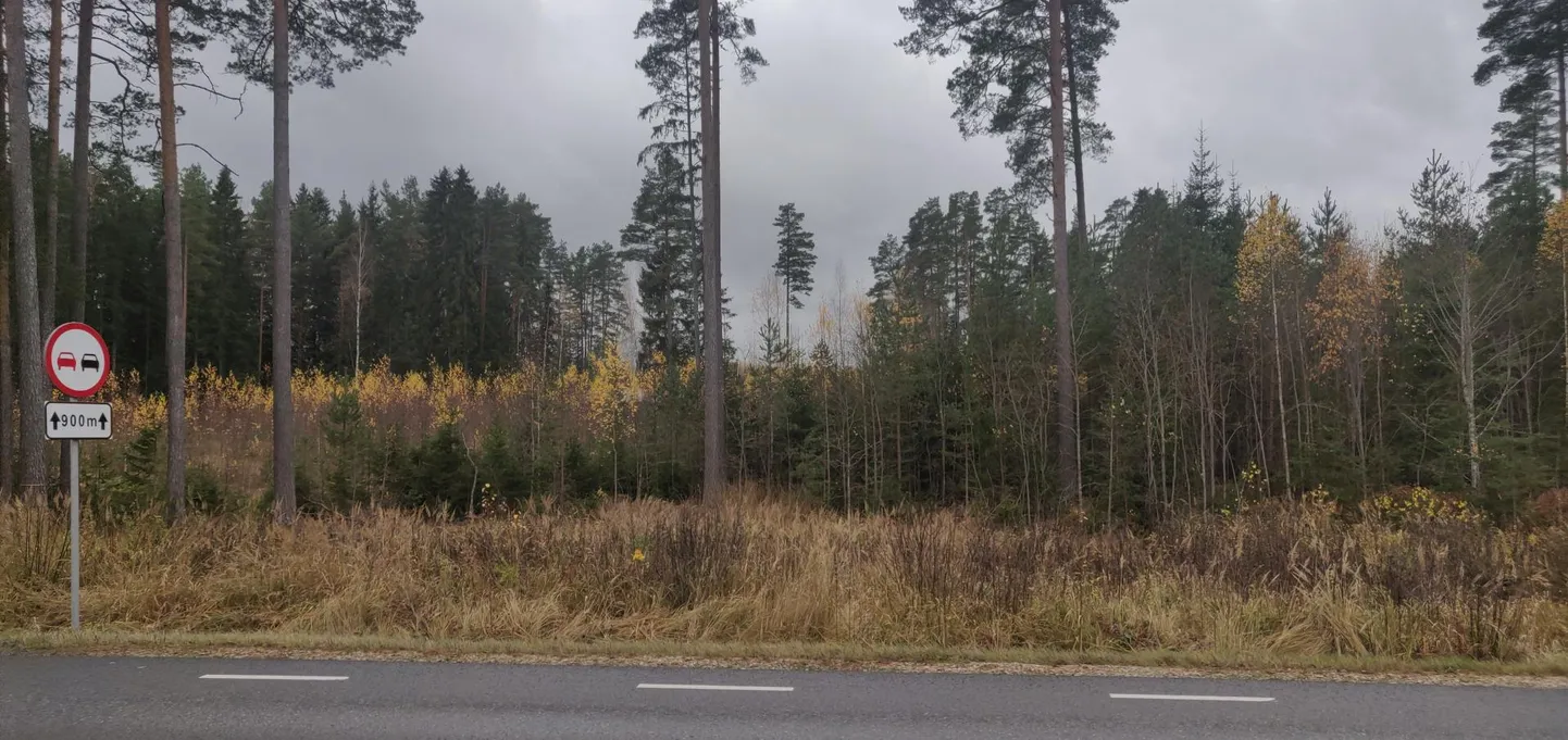 Veel kümme aastat ja vilumata silm kunagist raiesmikku enam ei märkagi.