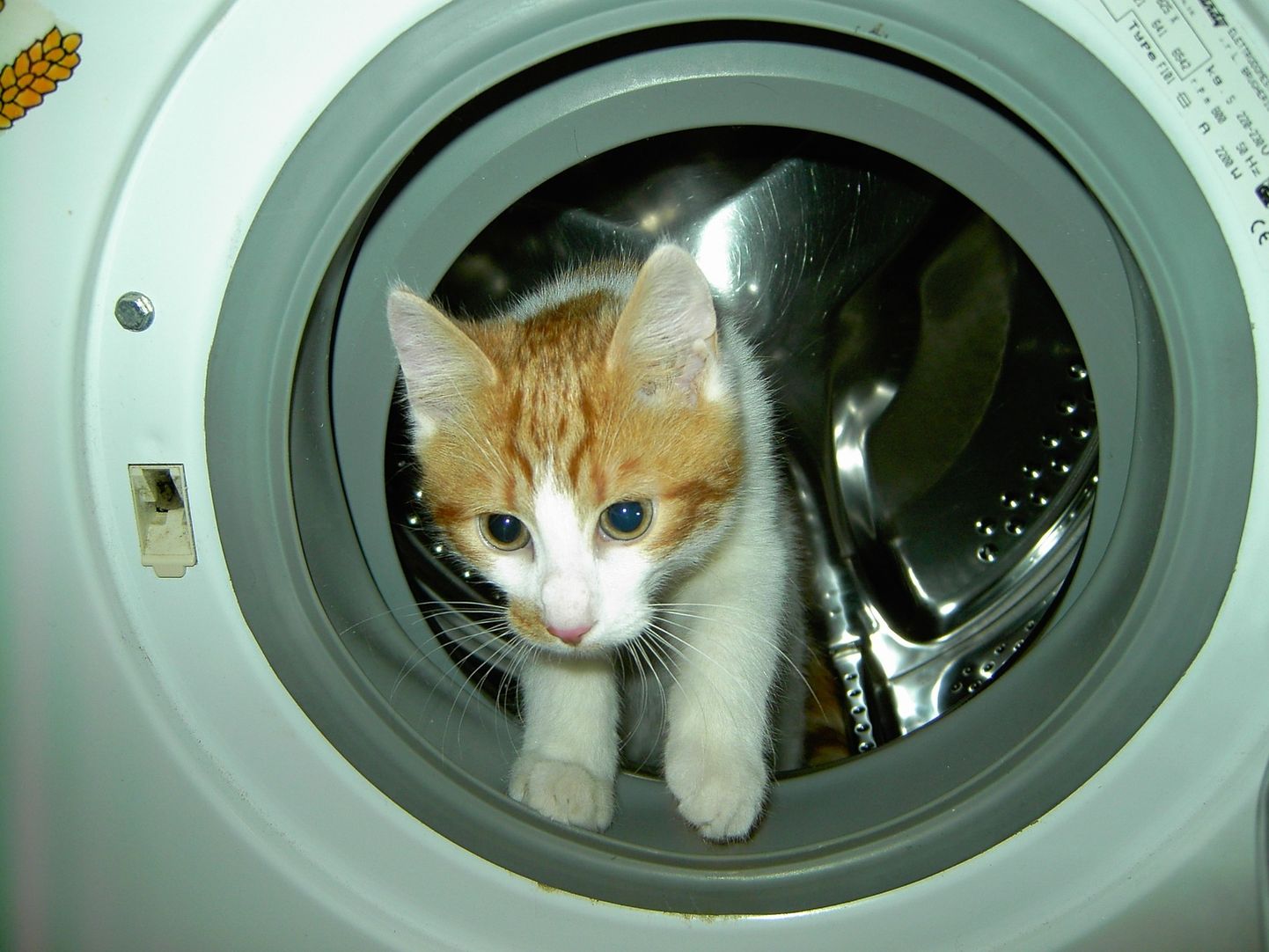 Кот в стиральной машинке. Иллюстративное фото.