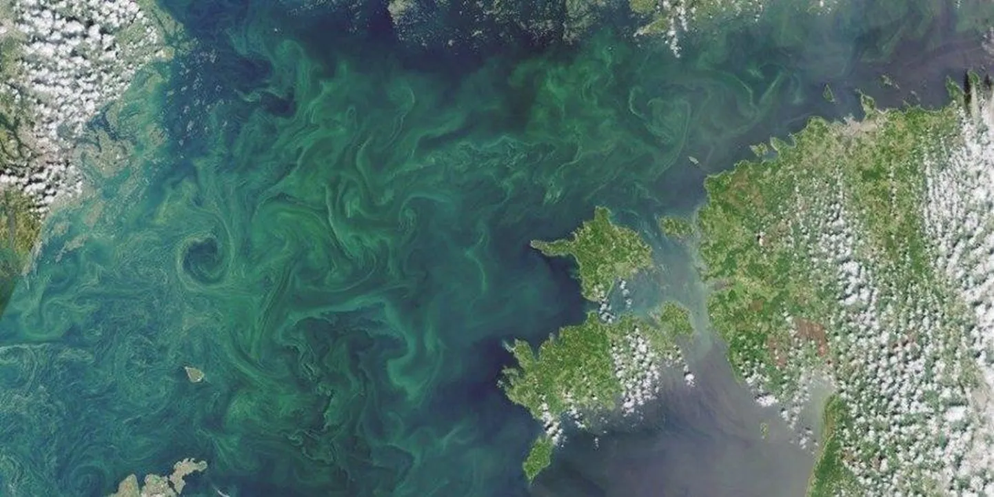 Läänemeres vohavad sinivetikad. Satellidifoto: 19.07.2019 / Sentinel 3