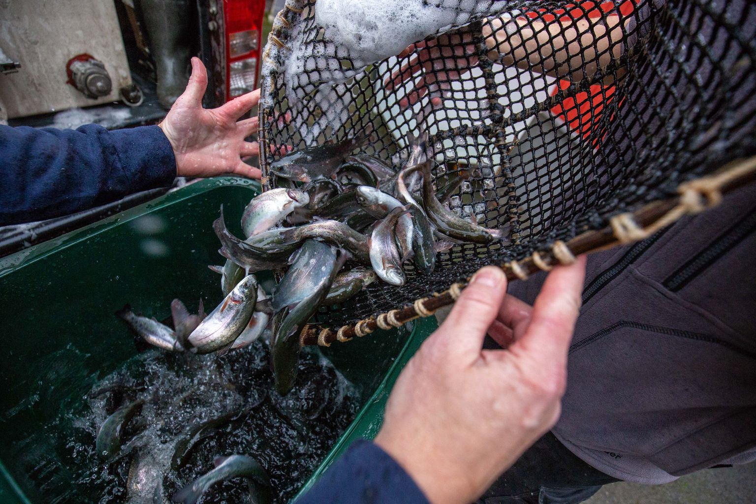 Kalakasvandused peavad nüüd forellimaime ostes olema eriti ettevaatlikud ja veenduma nende päritolus.
