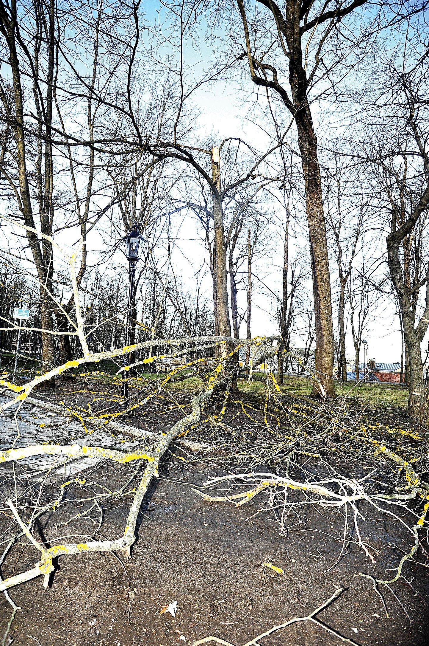 Esmaspäeval langetasid tugevad tuuleiilid Toomemäel pargipuid otse jalgradadele. Kindlasti tuleb meeles pidada, et tormiga suurte puude läheduses olla on äärmiselt ohtlik.