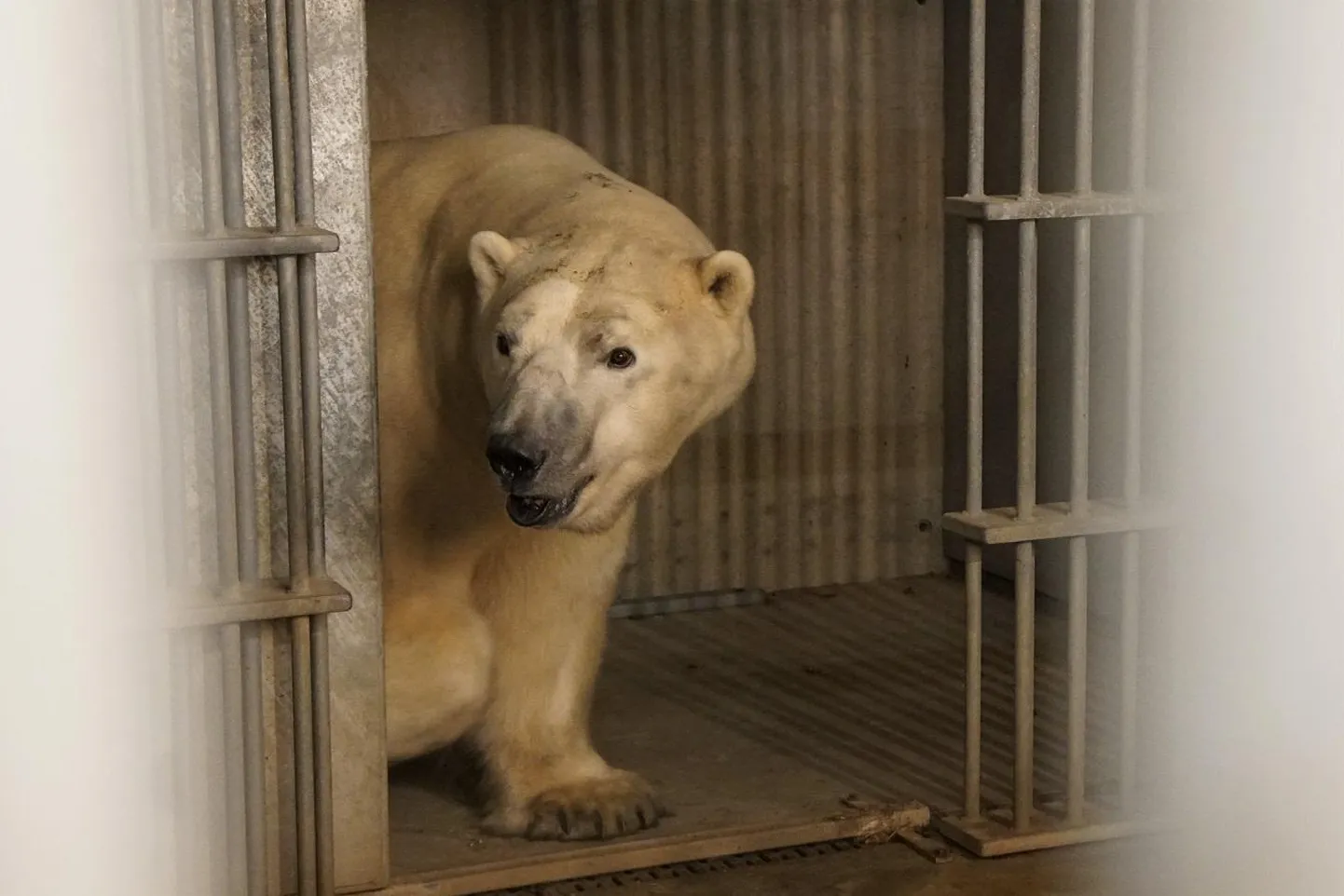 Jääkaru Rasputin siseneb pärast reisi Inglismaalt Yorkshire Wildlife’i loomapargist oma uude eluasemesse Tallinna loomaaias.