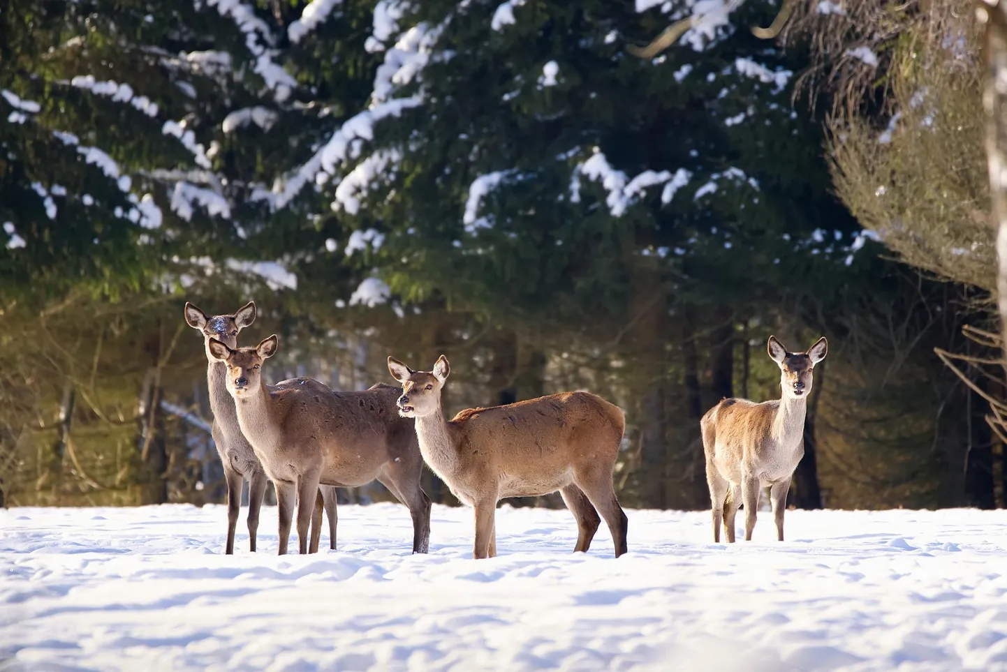 Järvamaa piiril asub Eesti suurim (928 hektarit) eraomaduses olev metsloomapark –Toosikannu. Siin kohtab Eesti metsades elavaid suur- ja väikeulukeid – põtru, punahirvi ja metskitsi.