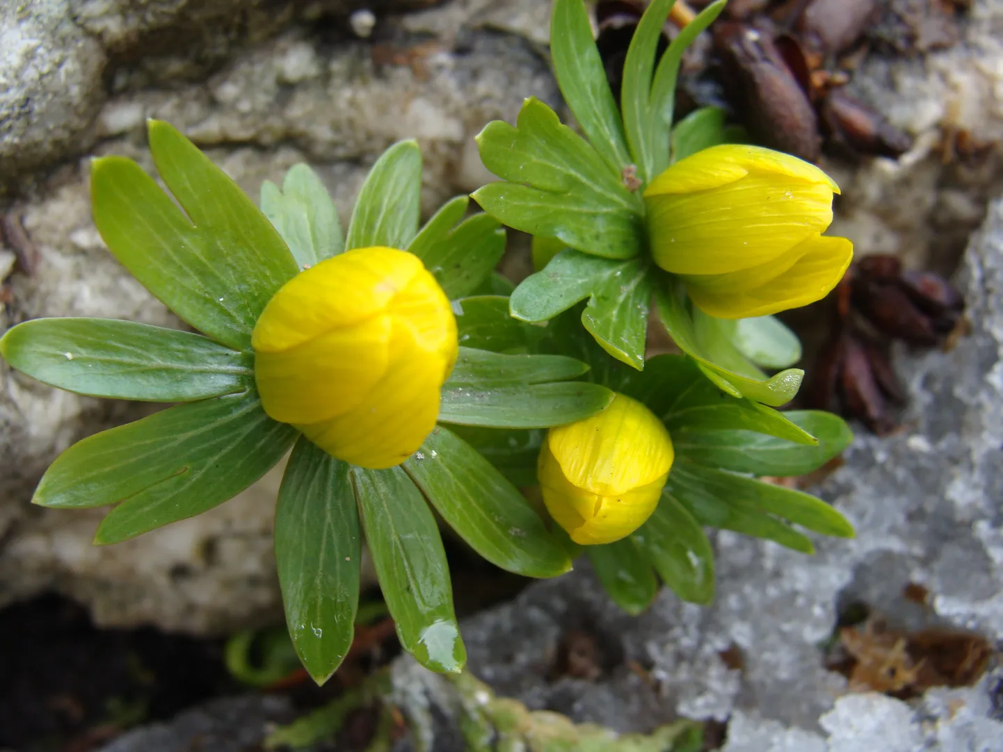 Pildil on talvine lumekupp (Eranthis
hyemalis) TÜ botaanikaaias.