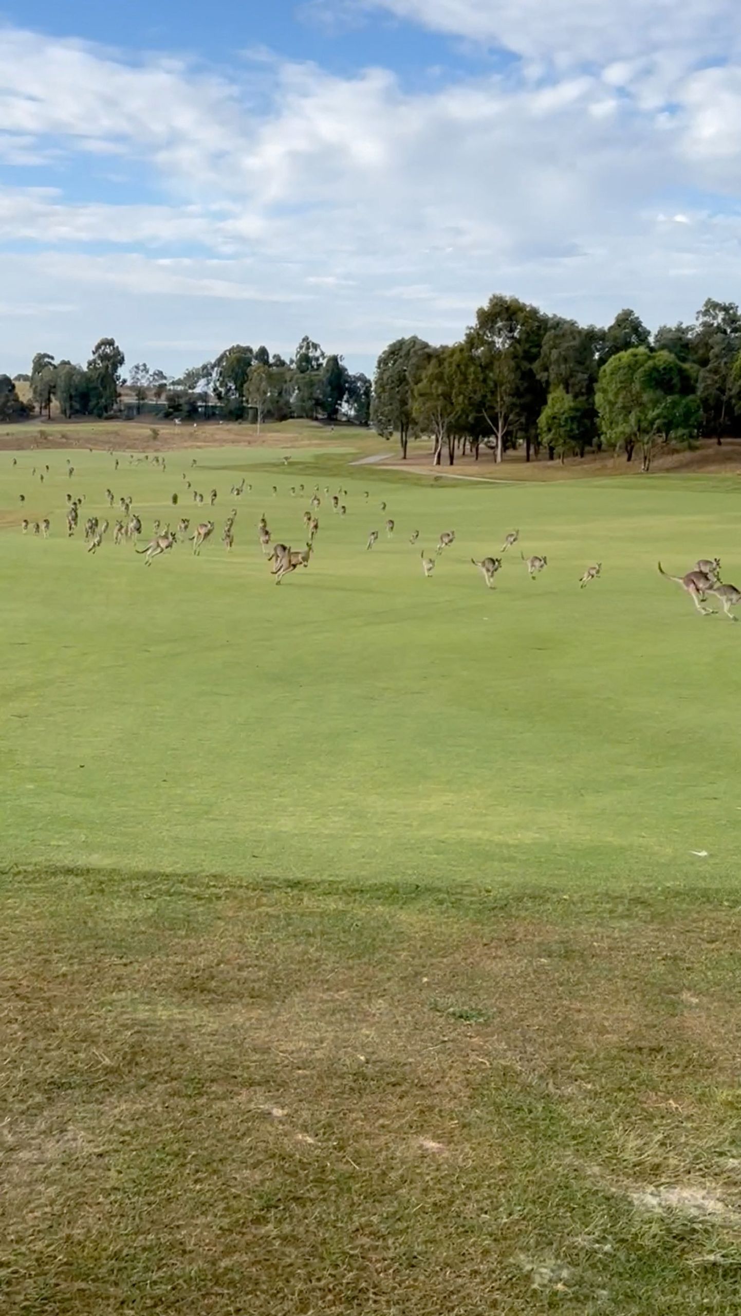 Sajad kängurud Heritage Golf and Country Clubist läbi hüppamas.