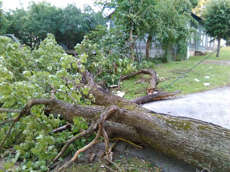 Murdunud puu Allika tänaval