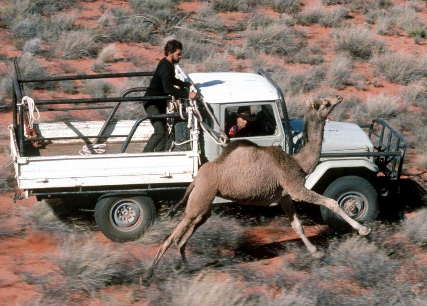 Kesk-Austraalia farmerid püüavad nende karjamaale sattunud kaamelit.